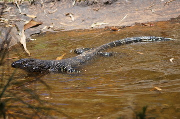 Monitor lizard swimming