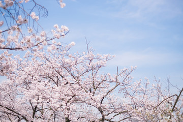 Cherry blossoms scene