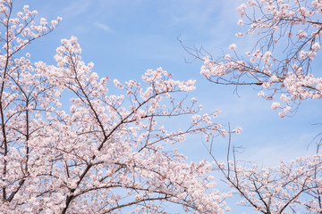 Cherry blossoms scene