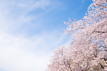 Cherry blossoms scene