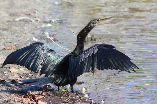 Black comorant bird with open wing span