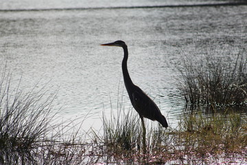 Great blue heron standing in lake grass