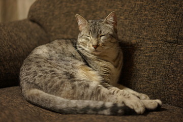 ソファーで寝るエジプシャンマウ