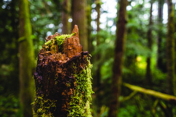 Tree stump with moss
