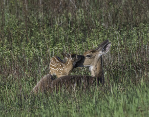 Whitetail doe and young fawn in a meadow.