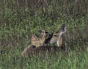 Whitetail doe and young fawn in a meadow.