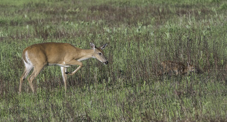 Whitetail doe and young fawn in a meadow.