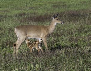 Whitetail doe and young fawn in a meadow.