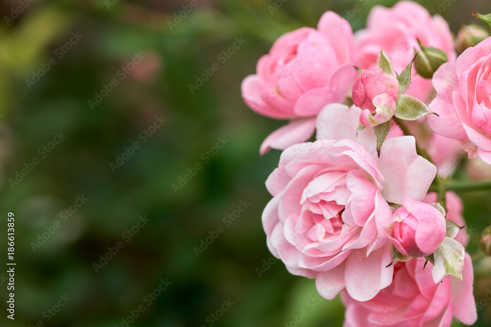 Wall mural pink roses bloom in a tropical garden with natural green blurring background. represents romance ros