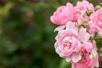 Pink roses bloom in a tropical garden with natural green blurring background. Represents romance Rose to love. as background Valentine concept with copy space.