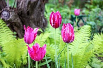 Fototapeta premium Brightly pink tulips against a green fern