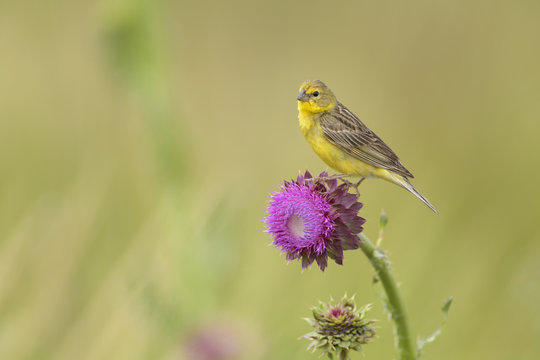 Misto, sicalis luteola