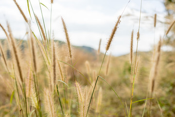 Imperata cylindrica Beauv or Cogon Grass of Feather grass with nature landscape background and sunlight