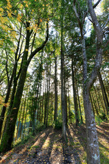 Amazing landscape Beautiful of Autumn forest trees. nature green wood sunlight background