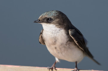 Tree swallow (Trachycineta bicolor).