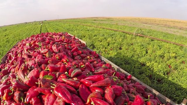 Full trailer of paprika in a field. Gimbal video.