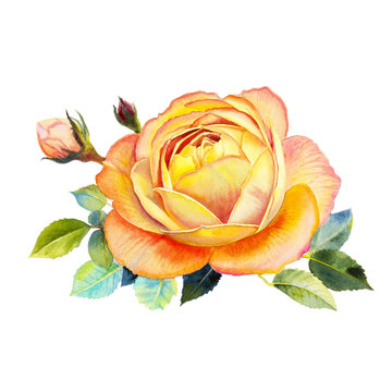 Painting art watercolor flower illustration orange color of rose