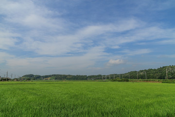 夏の佐倉の田園風景