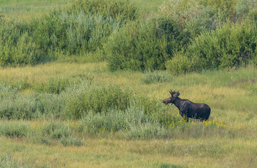 Young Bull Moose Grazes on Willow