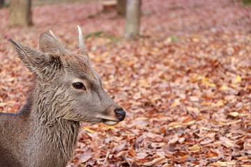 Fototapeta premium Closeup deer with antler laying down on the falling leaves floor at the park in Nara, Japan. The park is home to hundreds of freely roaming deer.