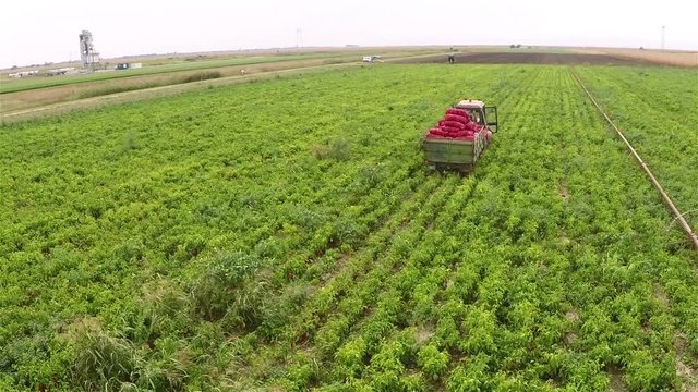 Tractor pulling full trailer of paprika from a field. Aerial footage.