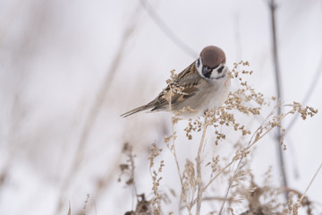 House sparrow in the wild extracts food