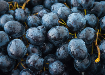 Bunch of vine grapes or Berlandieri grape pattern