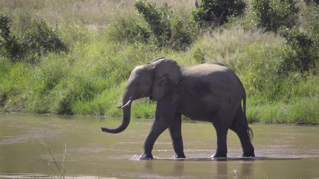 Bull elephant walking across a river