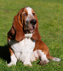 Basset Hound sitting on the grass in park