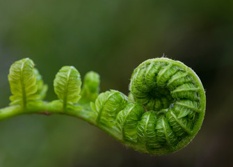 Green Fern Fiddlehead Unfurling in Selective Focus © Isabelle