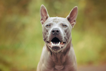 thai ridgeback dog outdoors