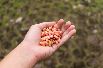 Hand Held Grip of Bunch of Cashews