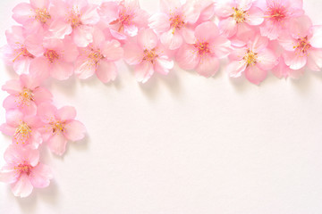 Fototapeta na wymiar 桜の花　白バック 
