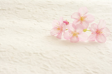 桜の花　和紙
