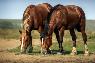 Two horses were grazed freely on a meadow.