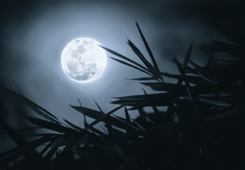 full moon in the dark sky with branches foreground