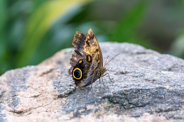 Giant owl butterfly sitting on a rock, underside of wings showing