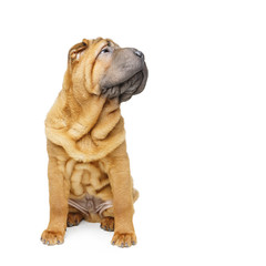 beautiful shar pei puppy