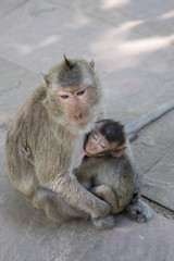 mom and kid monkey