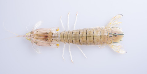 shrimp or raw mantis shrimp on the background.