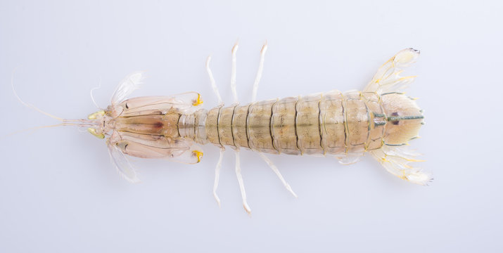 shrimp or raw mantis shrimp on the background.