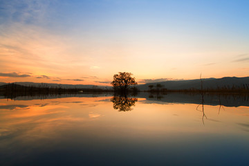 lake at sunset with one tree on the middle metaphor lonely life, sadness, climate change, broken heart concept.