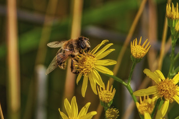 Schwebefliege