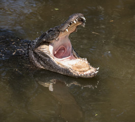 Huge alligator waiting to be fed