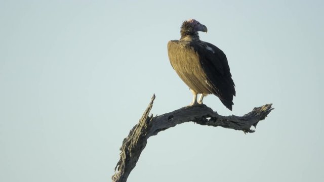 Lappet Faced Vulture perched on a branch
