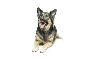 beautiful dog isolated on white