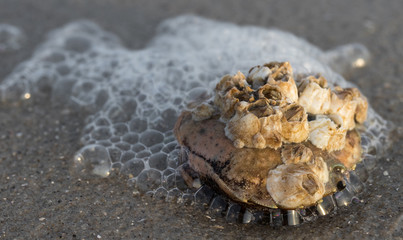 Krabbenschale mit Seepocken am Strand