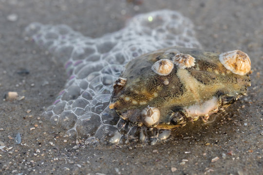 Krabbenschale mit Seepocken am Strand