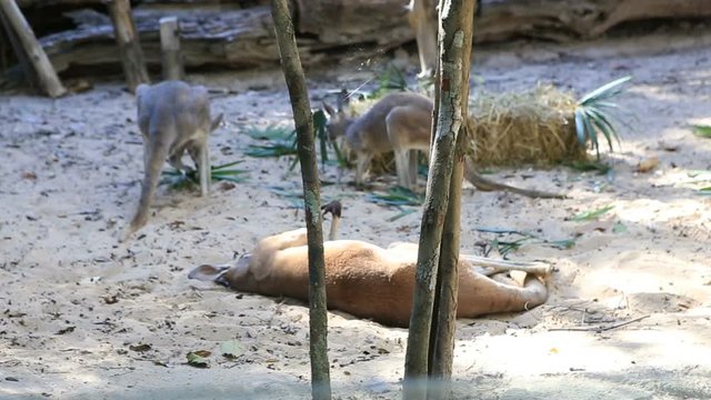 kangaroos are relaxing