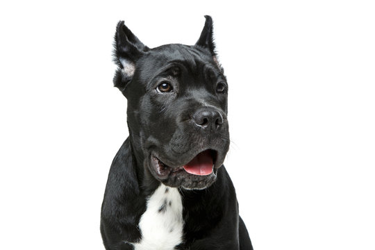 beautiful cane corso puppy